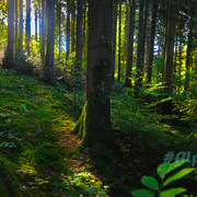 20231011-Alpine-Pixels-53