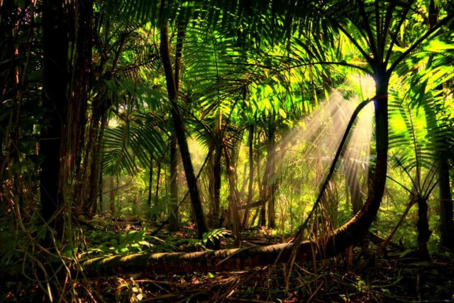 wp4093018-amazon-river-wallpapers