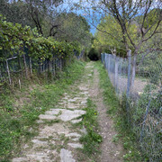 IMG-2391