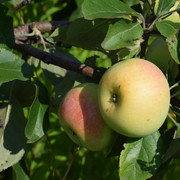 DSC-0058