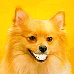 egoel08.gif