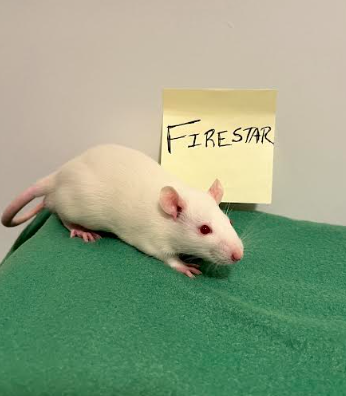 firestar