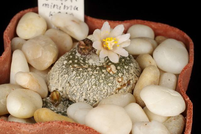 Blossfeldia minima KP10