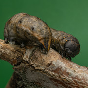 Гусеница копия