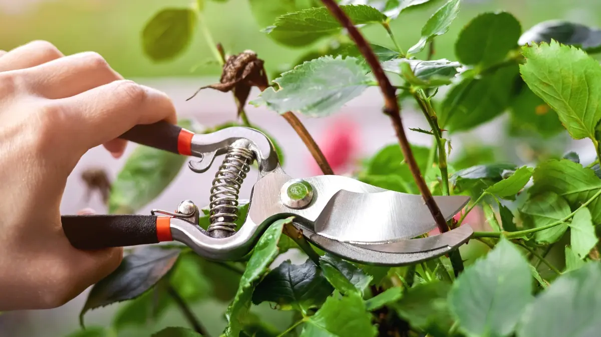 Secretul unei grădini înfloritoare: Tăierea corectă a florilor