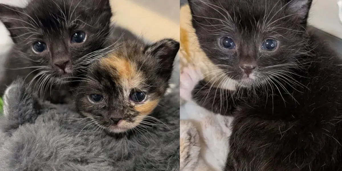 Two Kittens Found Hidden Inside a Cabinet Survive Without Their Mom