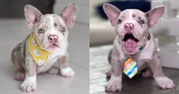 One-Eyed Puppy Seeks Forever Home