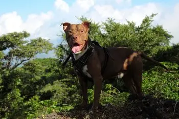 Pit Bull Appetite Loss: What's Behind It?
