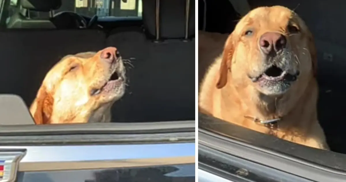 Dog’s Post-Anesthesia Serenade Captivates Online Viewers