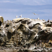 Seals-03