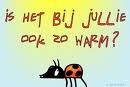 zomer.jpg