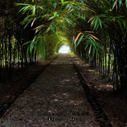 Bamboo Walk5