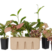 Indoor-Plant-Collection-3