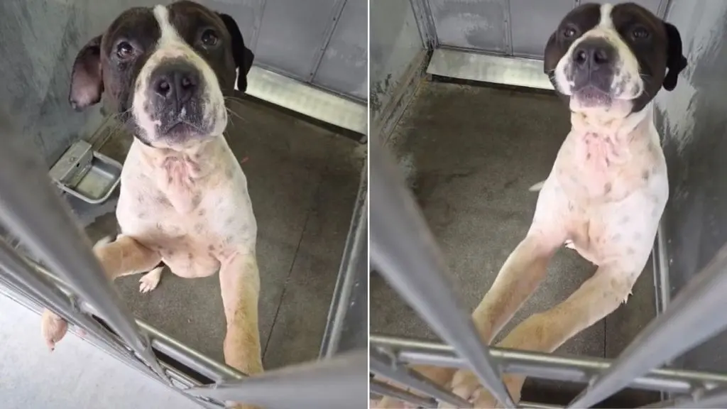Shelter Dog Clings to Kennel Door Hoping to Get Noticed