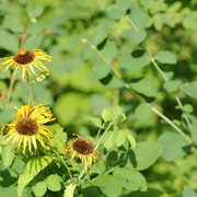 DSC5497