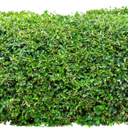 Fu-PNc-Ug-Rc-EAV