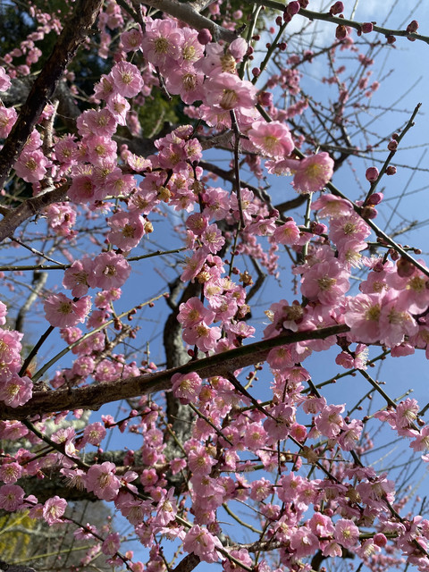 şimdi sakura zamanı
