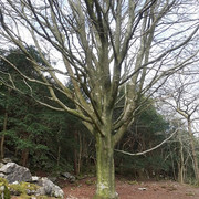 130a-Beech-Tree