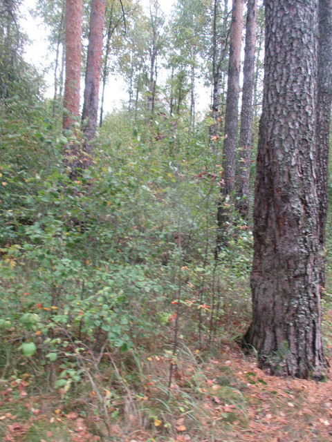 IMG-0693