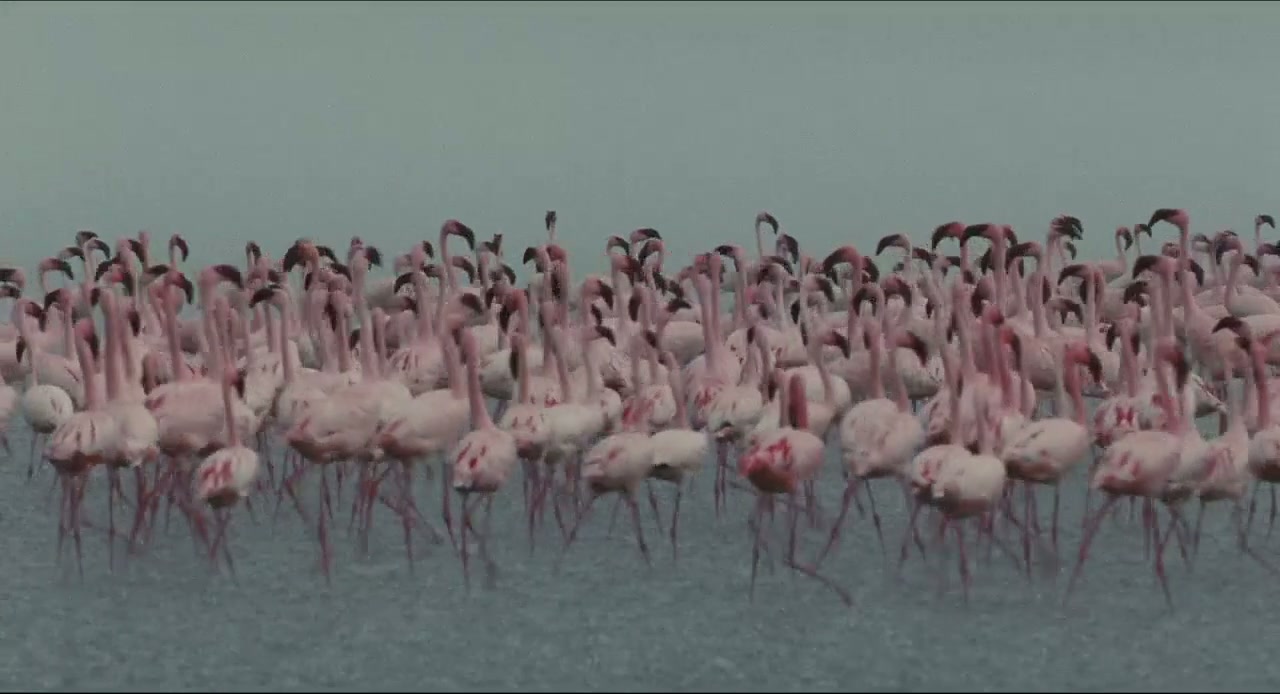 The Crimson Wing: Mystery of the Flamingos Screenshot