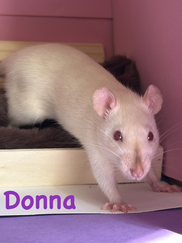 Donna3