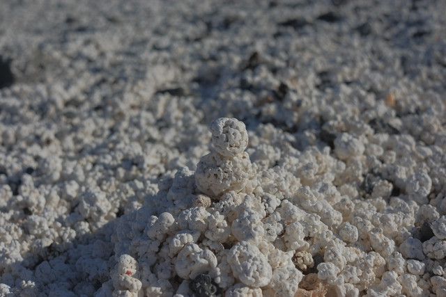 DSCF8505.jpg